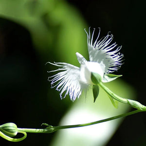 Flower Seeds, Seeds,Seeds For Planting,Plant Seeds