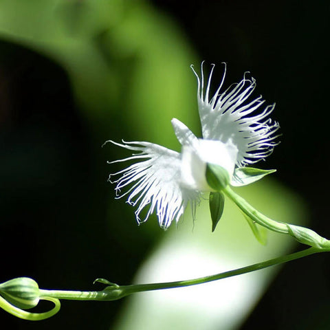 Flower Seeds, Seeds,Seeds For Planting,Plant Seeds