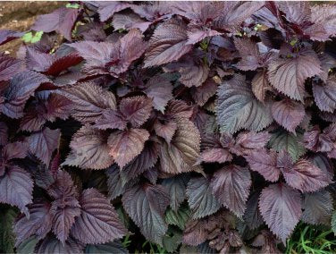 Wild Basil Beefsteak Perilla Herb Seeds for Planting – Heirloom, Non-GMO, Organic Garden Seeds with High Germination