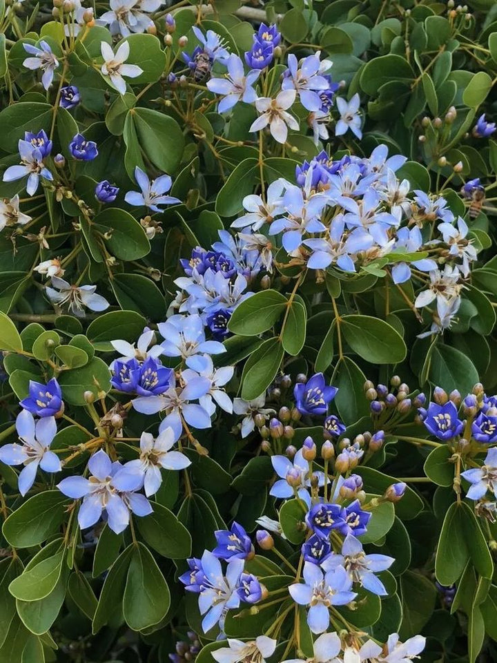 Blue Lignum Vitae Flower Seeds for Planting Wildflower Mix, Heirloom Non-GMO Organic Garden Seeds, High Germination