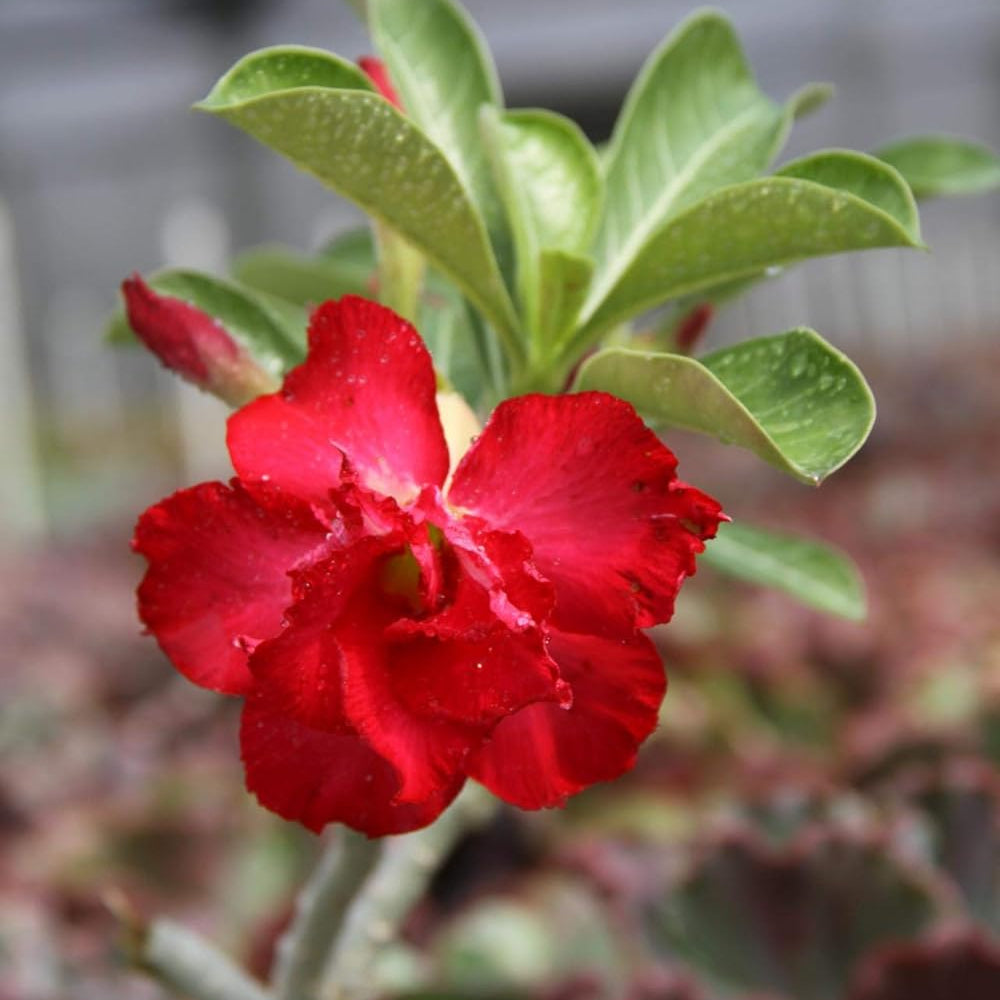 Flower Seeds, Seeds,Seeds For Planting,Plant Seeds