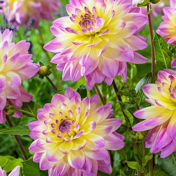 Purple Yellow Dahlia Flower Seeds for Planting | Heirloom Non-GMO High Germination