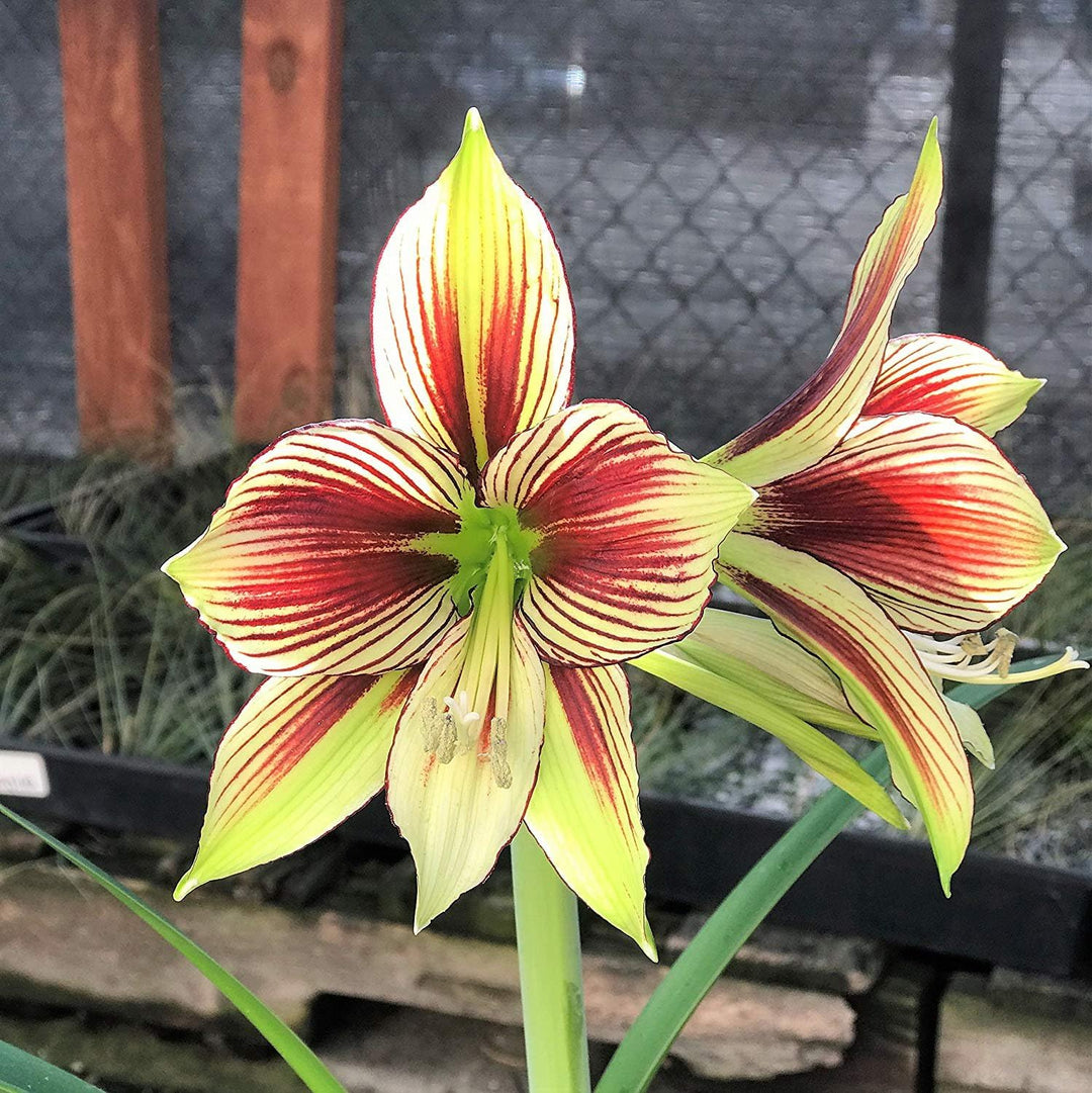 Green Red Amaryllis Flower Seeds for Planting – Heirloom, Non-GMO, High Germination