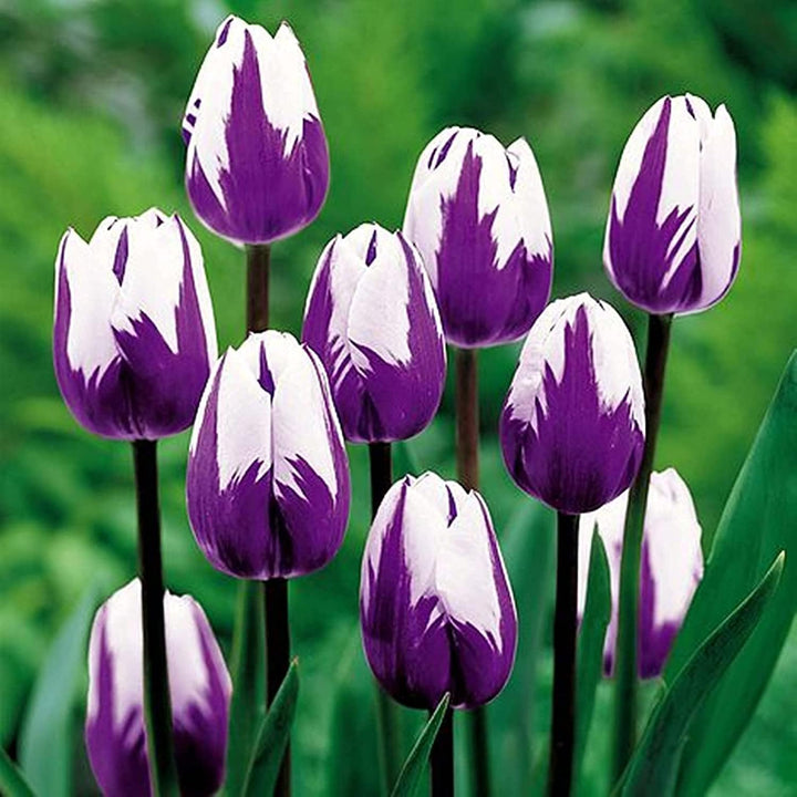 Violet White Tulip Flower Seeds for Planting – Premium Quality, Heirloom, Non-GMO Home Garden