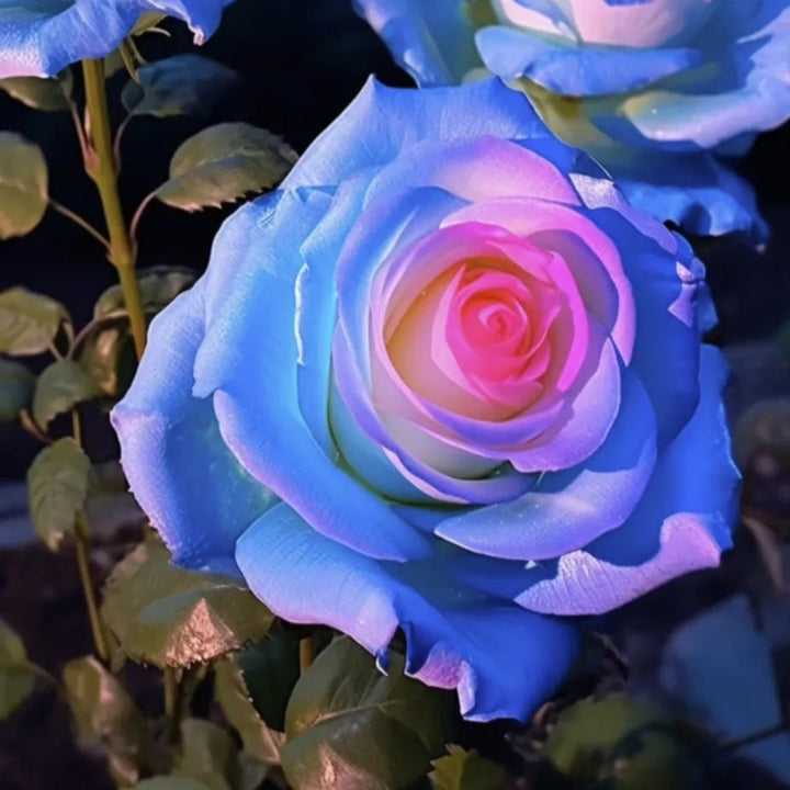 Sky Blue Pink Rose Flower Seeds for Planting – Heirloom, Non-GMO, Garden Favorite, High Germination