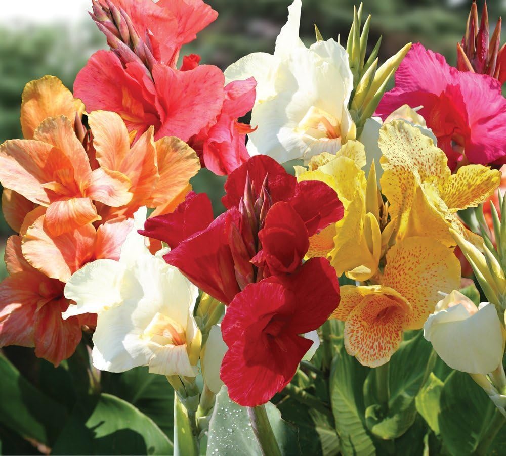 Tall Canna Lily Flower Seeds for Planting – Sun Loving, Heirloom, Non-GMO Seeds for Home Garden