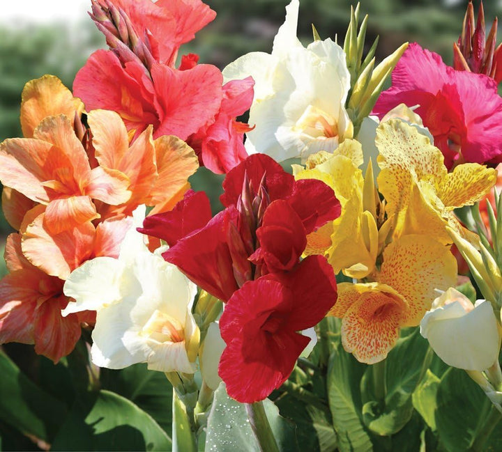 Tall Canna Lily Flower Seeds for Planting – Sun Loving, Heirloom, Non-GMO Seeds for Home Garden