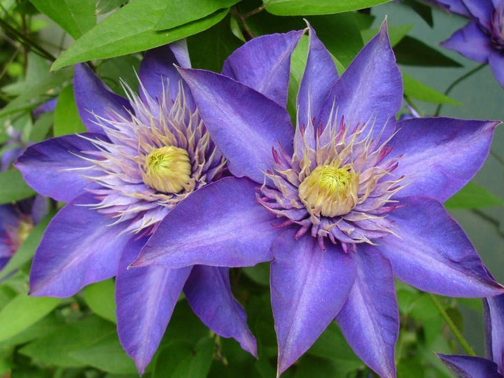 Clematis Flower Seeds for Planting – Compact Growth, Heirloom & Non-GMO Organic Garden Seeds – High Germination for Home Garden