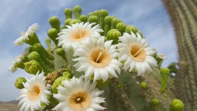 Green Saguaro Flower Seeds for Planting – Heirloom & Non-GMO Garden Seeds