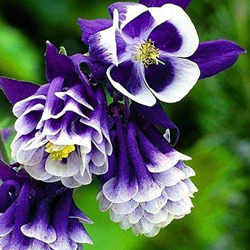 Aquilegia Flower Seeds for Planting Purple – Sun Loving, Heirloom, Non-GMO, High Germination Organic Garden Seeds