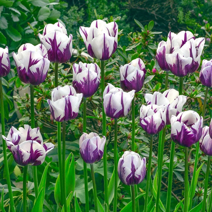 White Purple Tulip Flower Seeds for Planting – Shade Tolerant Heirloom Non-GMO, High Germination Organic Garden Seeds