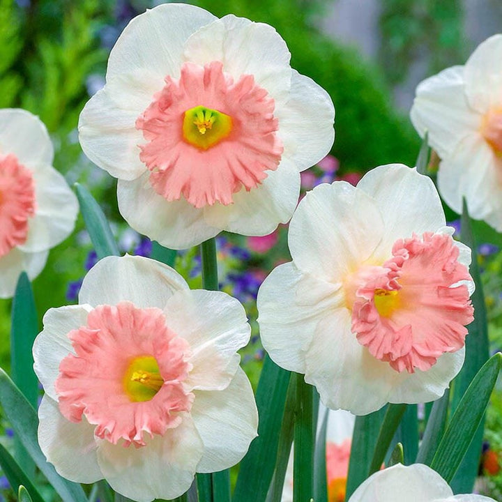 Pink White Double Narcissus Flower Seeds for Planting – Low Maintenance, Heirloom, Non-GMO, High Germination Organic Garden Seeds