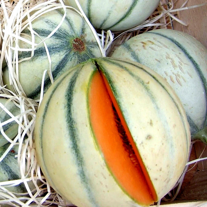 Charentais Melon Fruit seeds for planting – Heirloom & Non-GMO Garden seeds