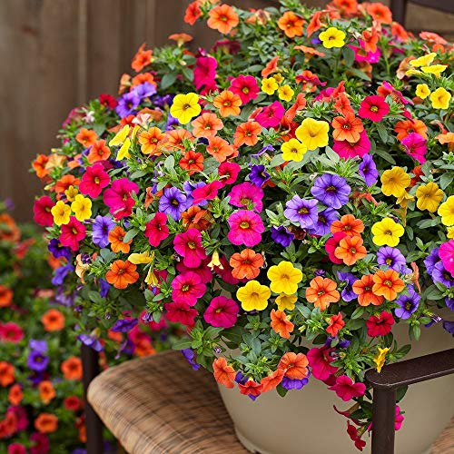 Mixed Calibrachoa Flower Seeds for Planting – Heirloom, Non-GMO Wildflower Mix with High Germination