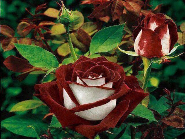 White Maroon Rose Flower Seeds for Planting – Colorful Display, Heirloom, Non-GMO, High Germination Organic Garden Seeds
