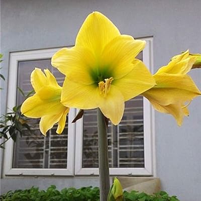 Light Yellow Amaryllis Flower Seeds for Planting – Heirloom Non-GMO Wildflower Mix, High Germination