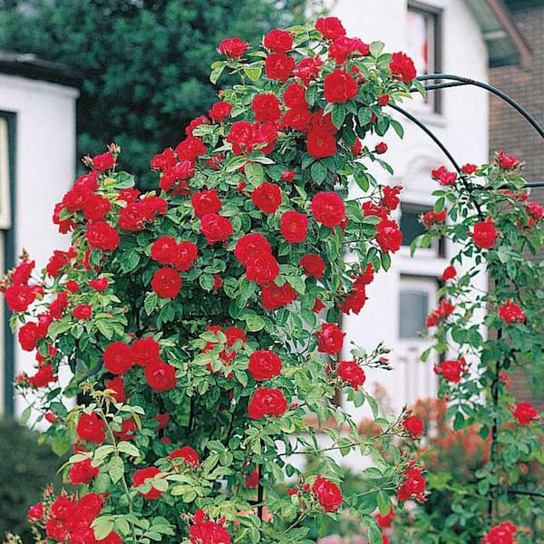 Rose Red Climbing Rose Flower Seeds for Planting – Heirloom, Non-GMO, High Germination Organic Garden Seeds