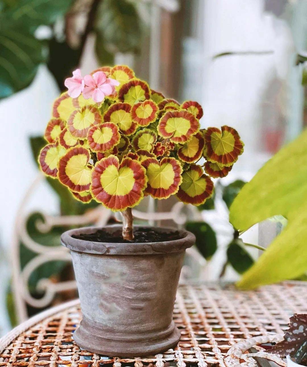 Yellow Mix Pelargonium Peltatum Flower Seeds for Planting – Heirloom, Non-GMO, Garden Favorite, High Germination