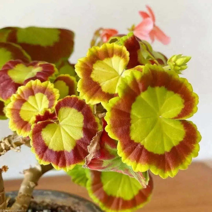 Yellow Mix Pelargonium Peltatum Flower Seeds for Planting – Heirloom, Non-GMO, Garden Favorite, High Germination