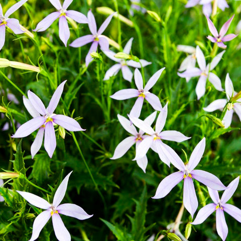 Flower Seeds, Seeds,Seeds For Planting,Plant Seeds