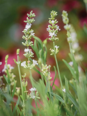 Flower Seeds, Seeds,Seeds For Planting,Plant Seeds