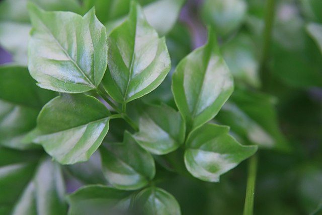 Green Radermachera Sinica Herb Seeds for Planting – Heirloom, Non-GMO, Organic Garden Seeds with High Germination