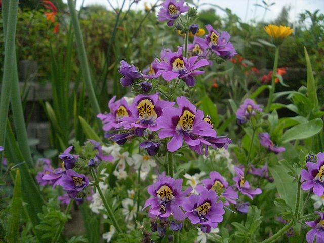 Schizanthus Tinkerbell Flower Seeds for Planting – Heirloom, Non-GMO, High Germination Sun Loving