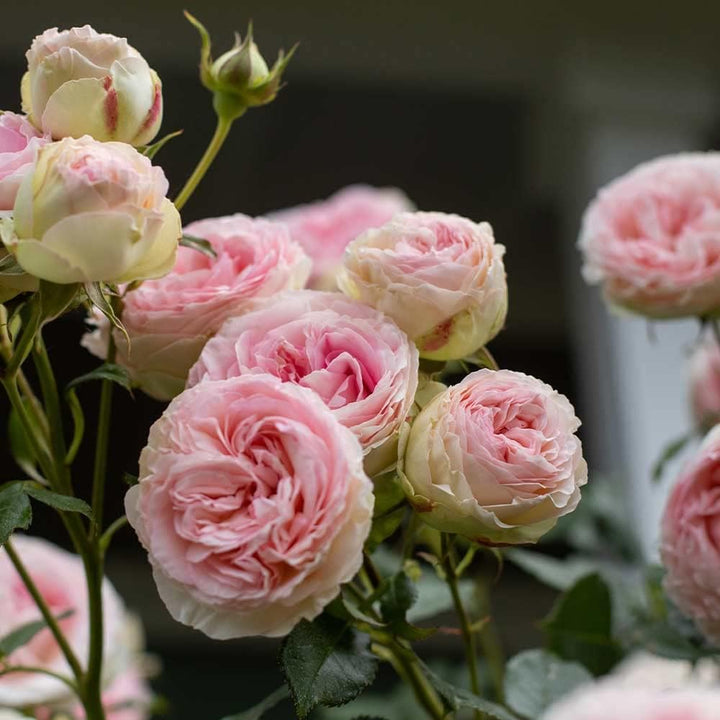 Green Pink Rose Heirloom Flower Seeds for Planting – Non-GMO, High Germination Organic Garden Seeds