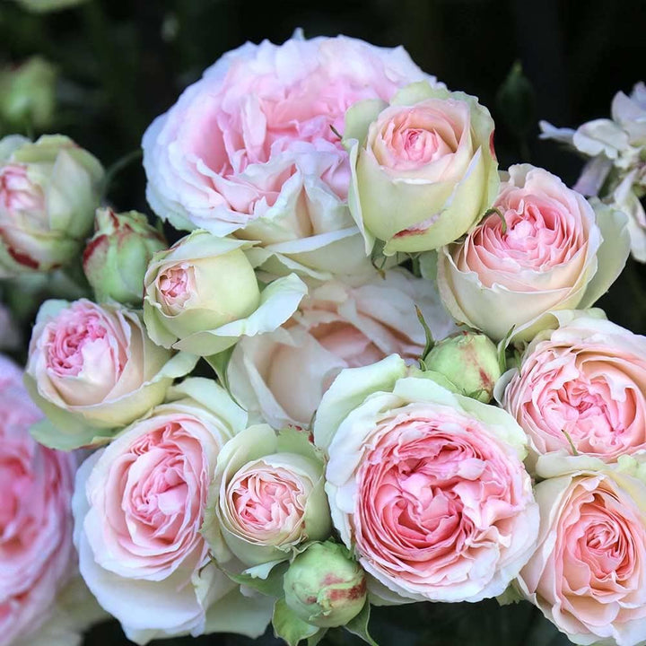Green Pink Rose Heirloom Flower Seeds for Planting – Non-GMO, High Germination Organic Garden Seeds