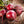 Beet Seeds for Planting – Heirloom, Non-GMO, High Germination Organic Garden Seeds for Nutritious, Earthy Root Harvests