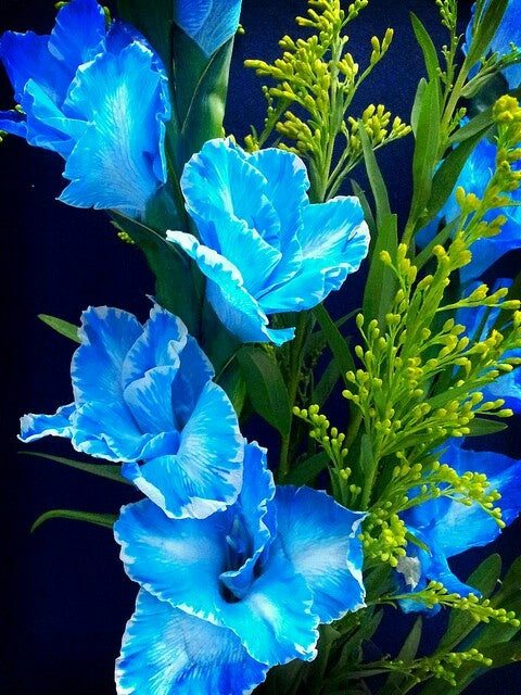 Blue Gladiolus Flower Seeds for Planting – Heirloom Non-GMO, High Germination, Compact Growth
