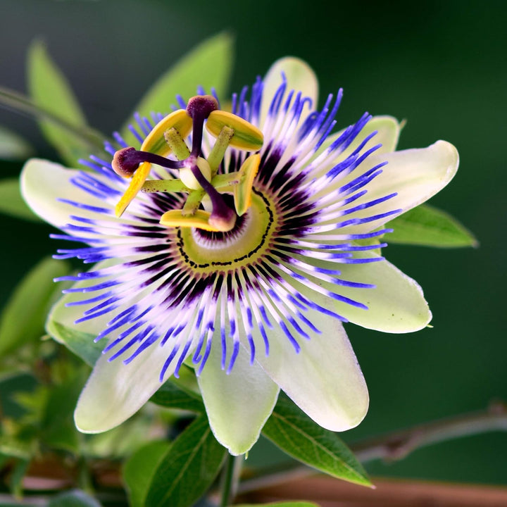 Passion Flower Seeds for Planting Mixed Colors – Heirloom, Non-GMO, High Germination Organic Garden Seeds