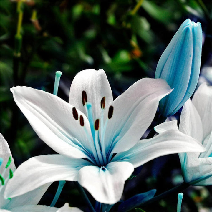 Flower Seeds, Seeds,Seeds For Planting,Plant Seeds
