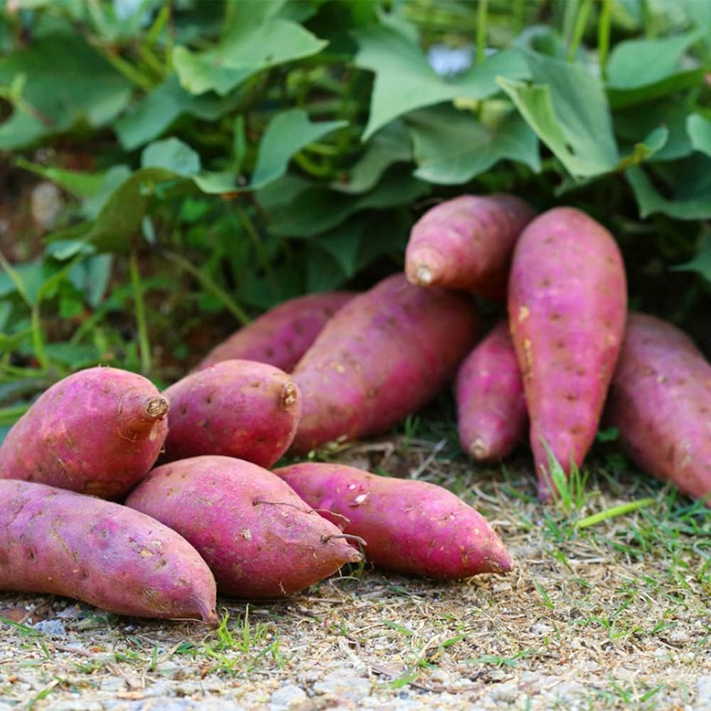 Japanese Pink Sweet Potato Seeds for Planting – Heirloom, Non-GMO, Nutritious Root Crop – High Germination