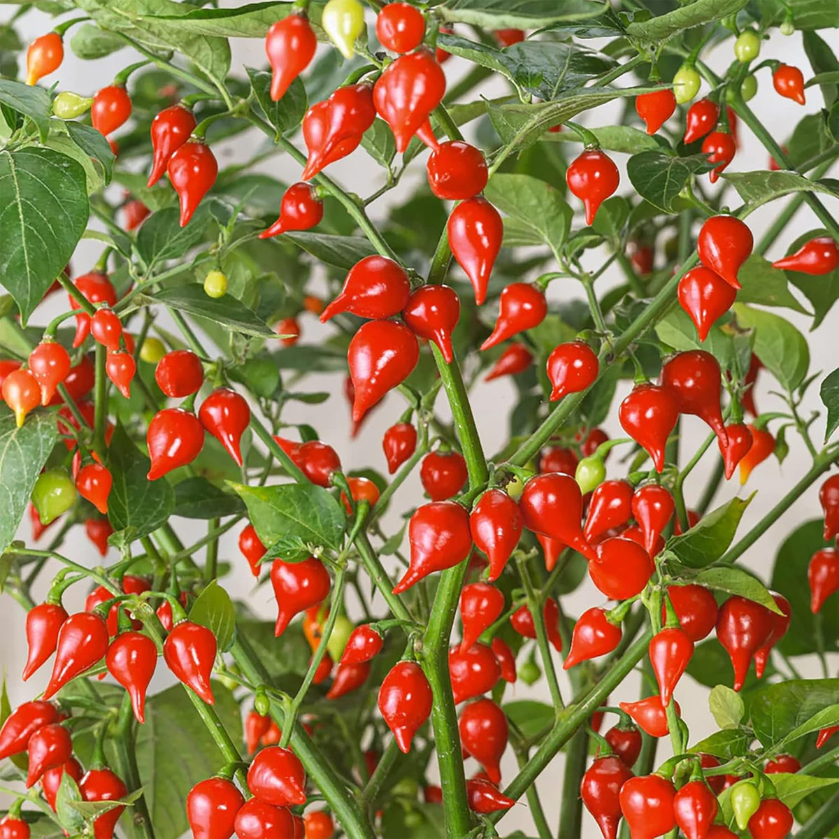 Biquinho Pepper Seeds – Heirloom Non-GMO Sweet Brazilian Chili Vegetable Seeds for Planting, Organic Garden Seeds