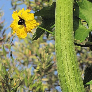 Flower Seeds, Seeds,Seeds For Planting,Plant Seeds