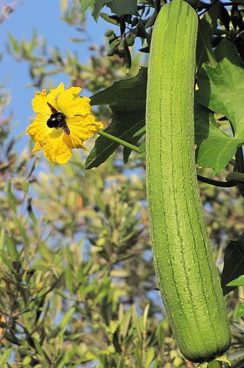 Flower Seeds, Seeds,Seeds For Planting,Plant Seeds