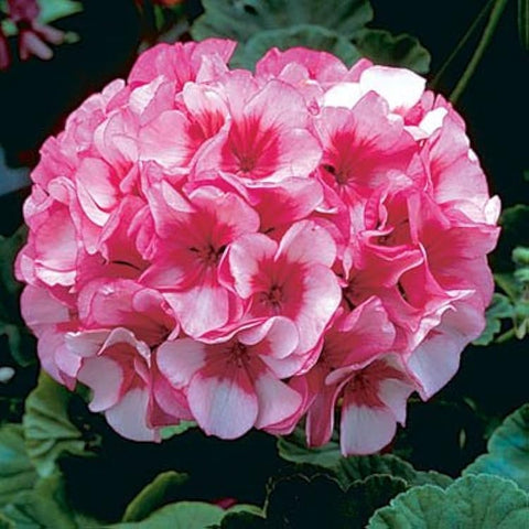 Flower Seeds, Seeds,Seeds For Planting,Plant Seeds