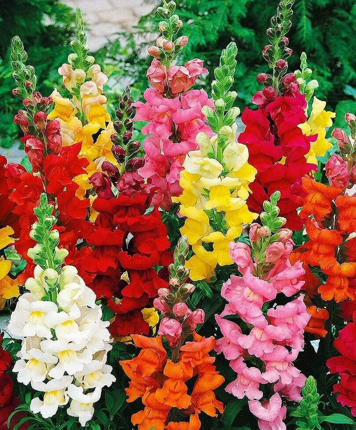 Flower Seeds, Seeds,Seeds For Planting,Plant Seeds