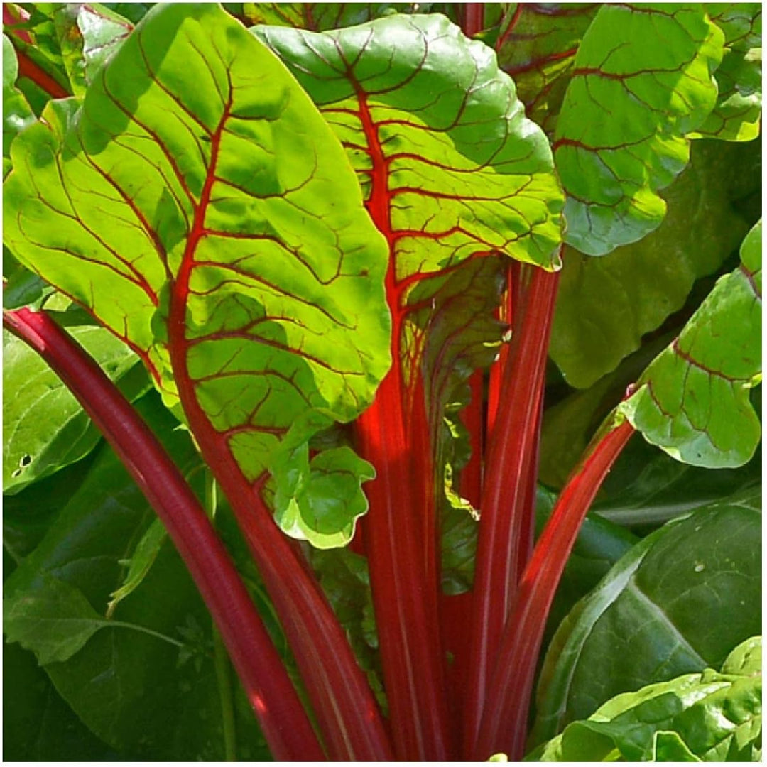 Red Swiss Chard Seeds for Planting – Heirloom Non-GMO Leafy Greens – Organic Garden Seeds, High Germination