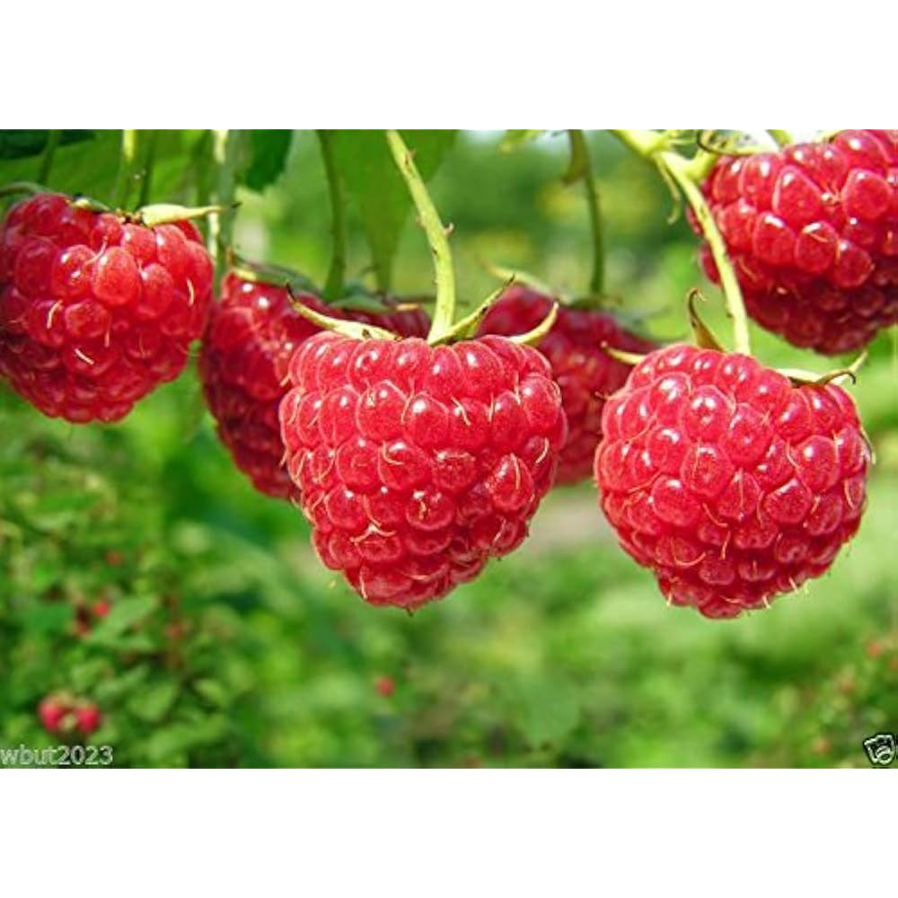 Lampone Rubus Idaeus berry seeds for planting - Heirloom & Non-GMO Garden seeds, vibrant berries for home harvests