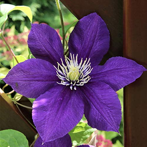 Purple Clematis Flower Seeds for Planting – Heirloom Non-GMO, High Germination Organic Garden Seeds