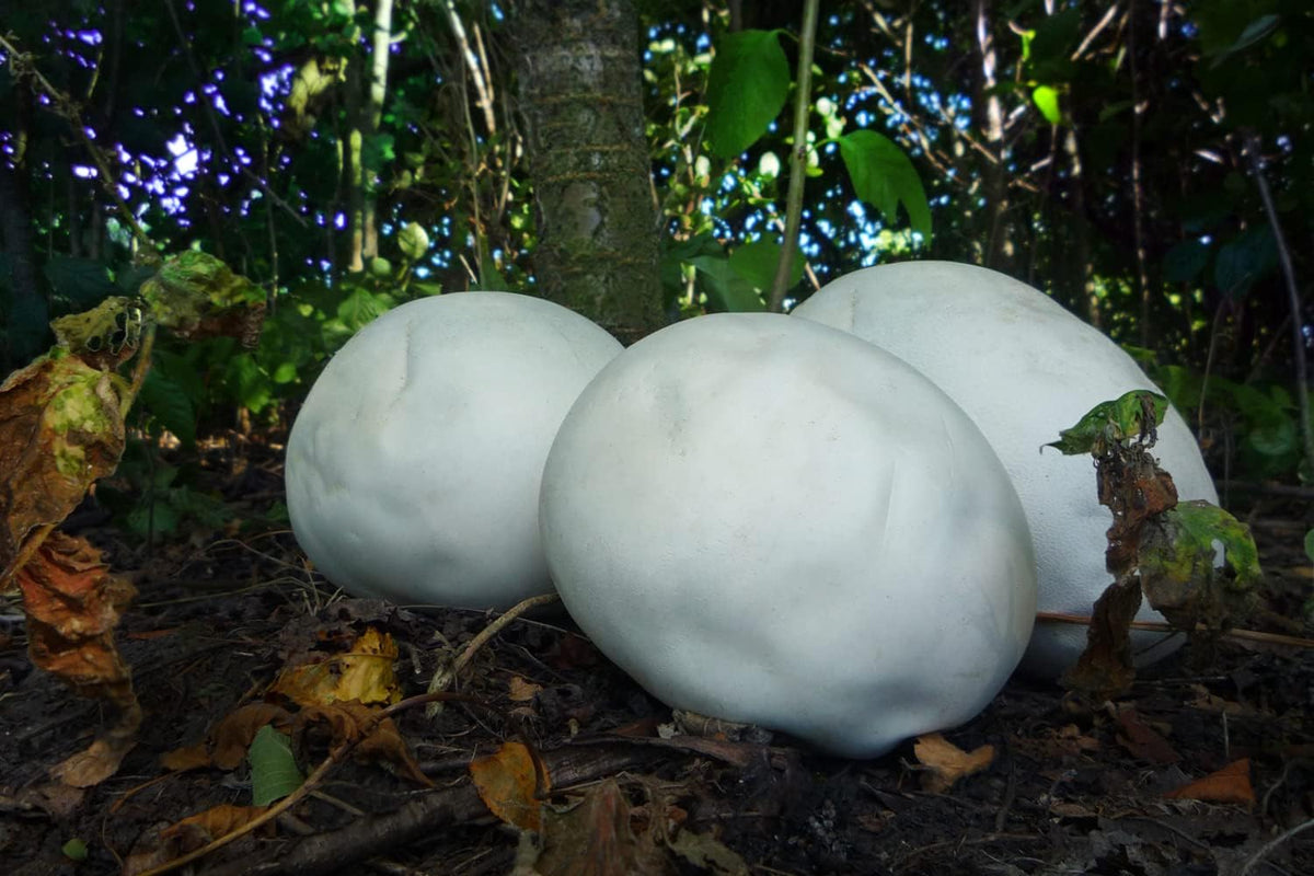 Puffball Mushroom Spores – Heirloom Non-GMO Edible Fungi Vegetable Garden Seed for Planting, Organic Garden Spores, High Germination
