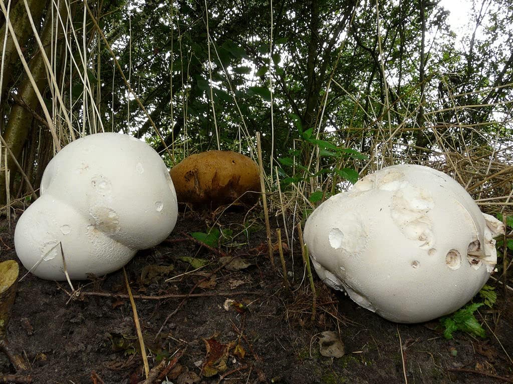 Puffball Mushroom Spores – Heirloom Non-GMO Edible Fungi Vegetable Garden Seed for Planting, Organic Garden Spores, High Germination