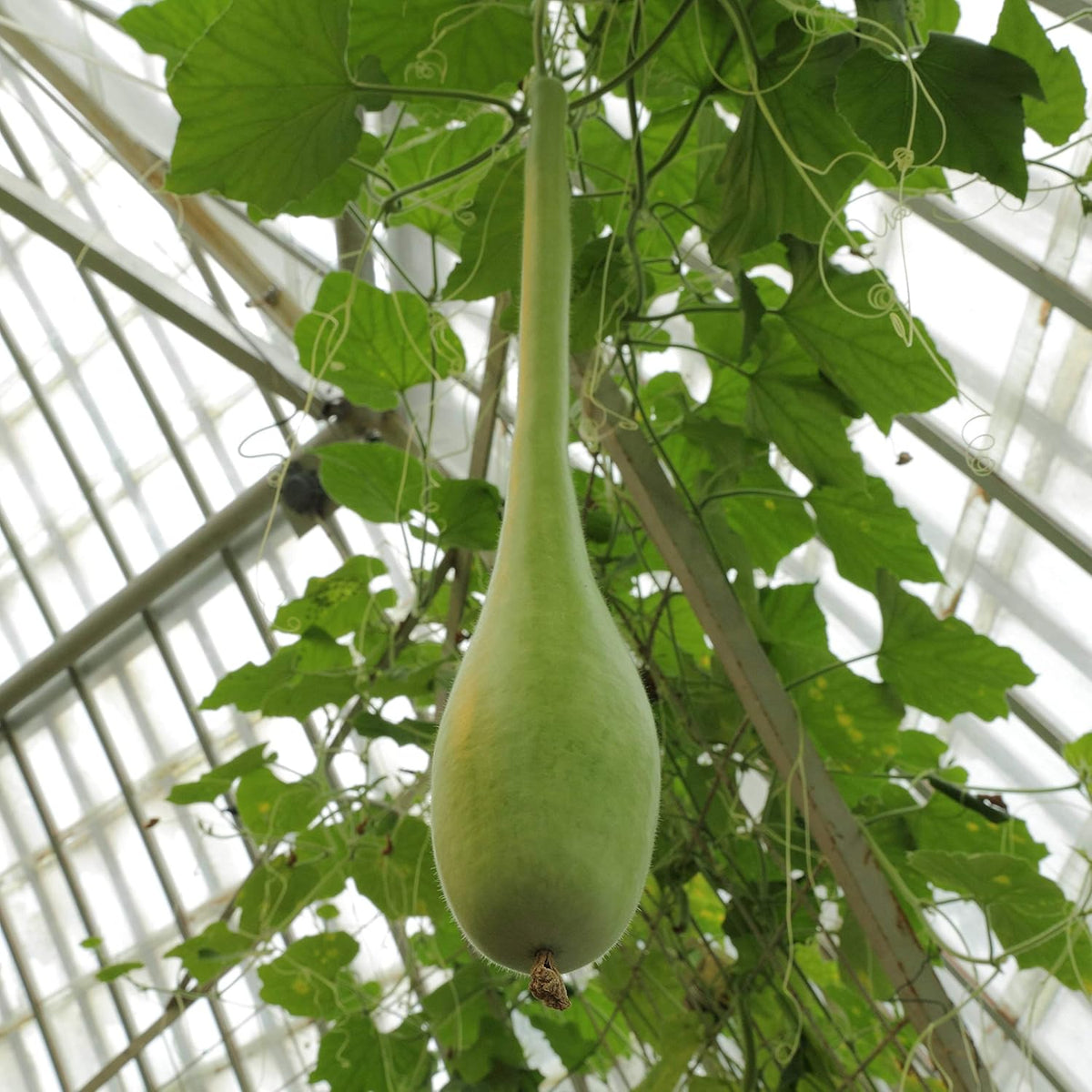 Green Calabash Long-Handle Bottlegourd flower seeds for planting - Heirloom & Non-GMO Garden Seeds