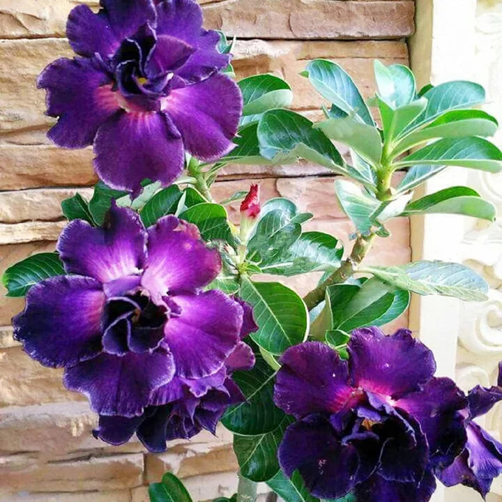 Purple Adenium Flower Seeds for Planting – Heirloom, Non-GMO, High Germination Organic Garden Seeds