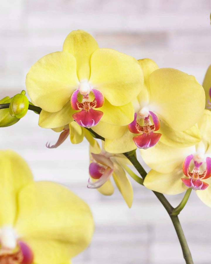 Yellow Phalaenopsis Orchid Flower Seeds for Planting – Heirloom, Non-GMO, High Germination Organic Garden Seeds