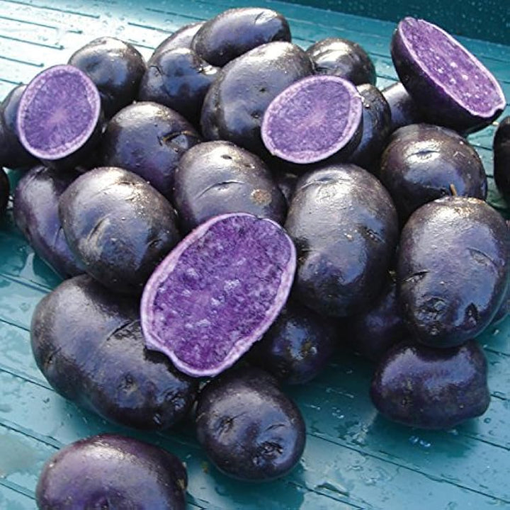 Purple Potato Seeds for Planting – Heirloom & Non-GMO Nutritious and Colorful Garden Crop