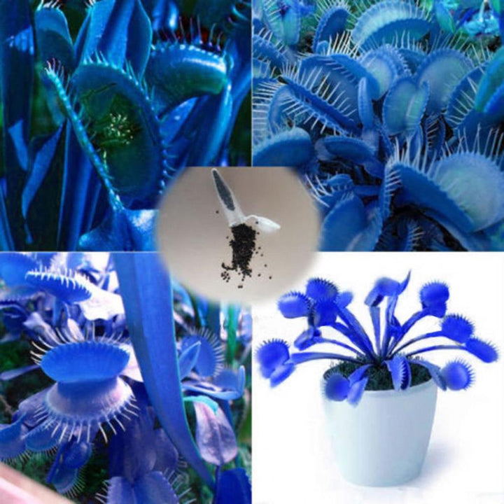 Flower Seeds, Seeds,Seeds For Planting,Plant Seeds