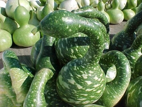 White Swan Gourd seeds for planting - Heirloom & Non-GMO decorative vegetable garden seeds